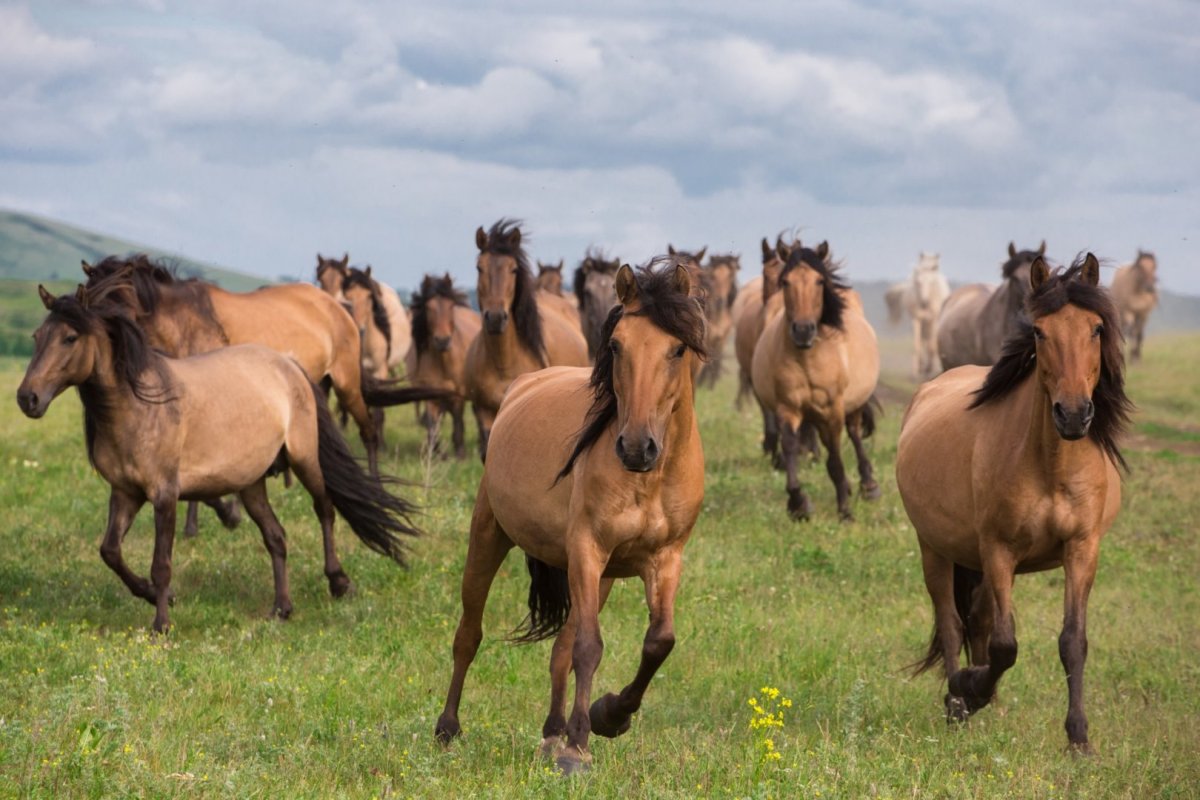 В Баймакском районе пройдет Республиканский фестиваль лошадей башкирской породы «Башҡорт аты»